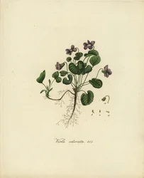 Zoet viooltje of Engels viooltje, Viola odorata