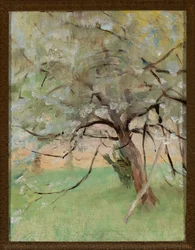 Appelboom