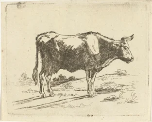 Staande koe