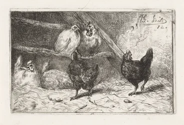 Haan en vijf kippen in een hok