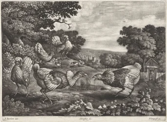 Vechtende kippen