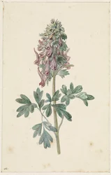 Bloeiende Corydalis bulbosa