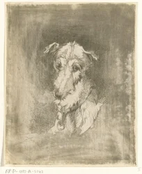 Kop van hazewindhond