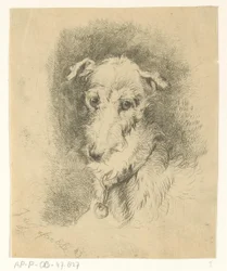 Kop van hazewindhond