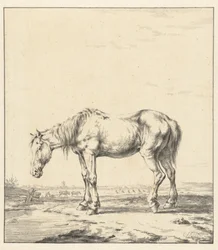 Oud paard bij een water staande