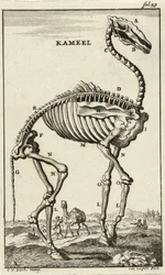 Skelet van een Kameel, ca. 1680s