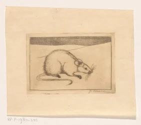 Muis