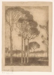 Bomen aan de rand van het Oranjewoud