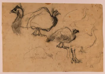 Schets van een parelhoen