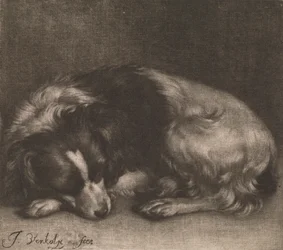 Een slapende hond