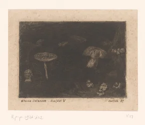 Paddenstoelen