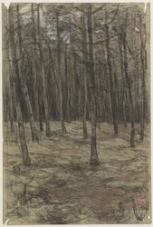 Boslandschap