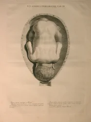 Albinus, Uterus, Pl. III, illustratie uit 