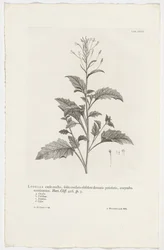 Lobelia cliffortiana (title on object)