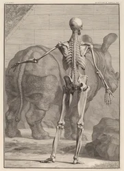 Spierplaat VIII