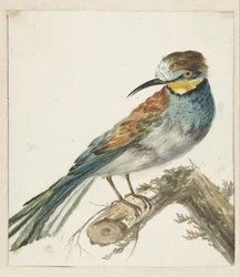 Bijeneter (Merops apiaster)