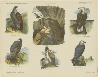 Roofvogels