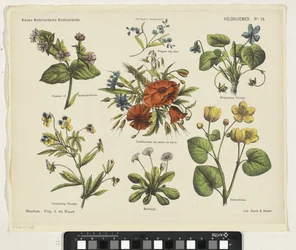 Veldbloemen