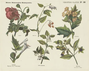 Vergiftige planten (titel op object) Nieuwe Nederlandsche kinderprenten (serietitel op object)