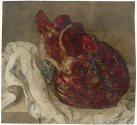 Anatomische studie van een menselijk hart