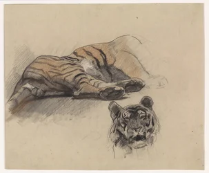 Liggende tijger en kop van een tijger