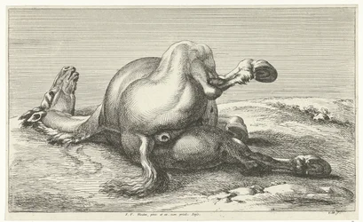 Gesneuveld paard
