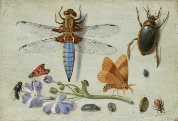 Een meikever, kever, pissebedden en andere insecten, met een takje auricula, begin jaren 1650