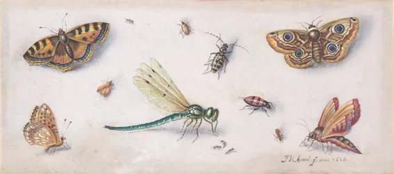 Insecten, vlinders en een libel, 17e eeuw
