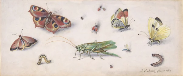 Insecten, vlinders en een sprinkhaan, 17e eeuw