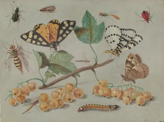 Studie van Vlinder en Insecten, ca. 1655