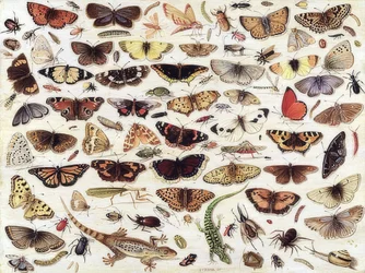 Studie van vlinders en andere insecten