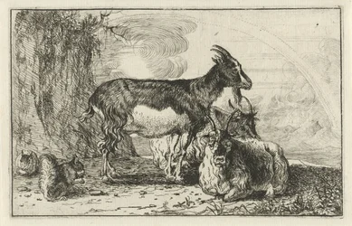 Geiten Dieren
