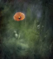 Etherische oranje klaproos