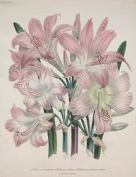 Belladonna-lelie: Amaryllis belladonna
