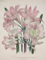 Belladonna-lelie: Amaryllis belladonna