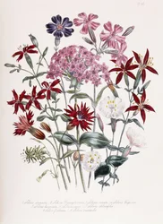 Silene