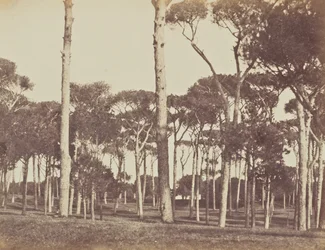 Stenen dennenbos, Villa Pamfili Doria, Rome