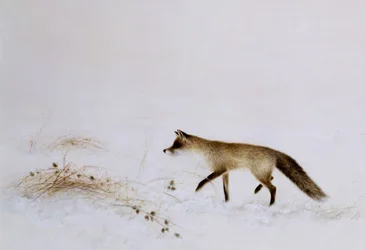Vos in sneeuw