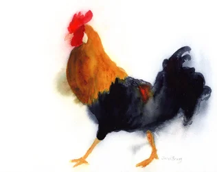 Haan op Kauai in Lydgate Park, c. 2019 (aquarel op papier)