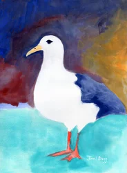 Meeuw uit Anacortes no. I, c.2016