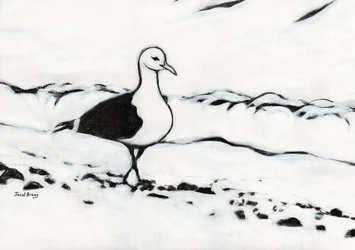 Meeuw uit Washington Park, c.2017