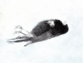 Kwetsbaarheid en dood in de winter (Dead Bird by my Stairwell II, c.2019) houtskool en gesso op papier)