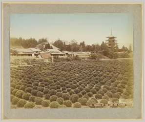 Pagode van Toji en Theetuin, Kyoto, Japan