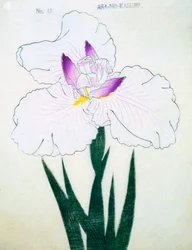 Asa-no.-Kasumi, nr.43, 1898