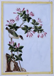 Vogel - Japanse prent