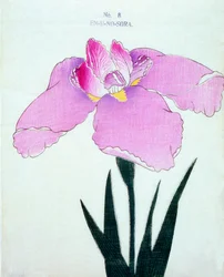 En-U-no.-Sora, nr.8, 1898