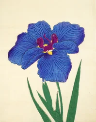 Gosetsu-no.-Mai, nr.9, 1898