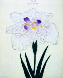 Izumi-Gawa, nr.37, 1898