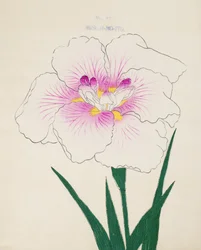 Misuji-no.-Ito, nr.17, 1898