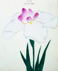 Miyako-Dore, nr.50, 1898